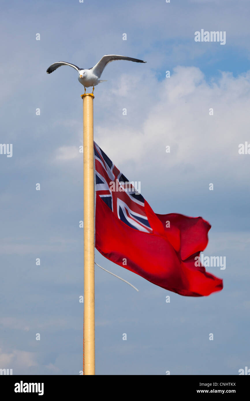 Une mouette à l'atterrissage sur le drapeau britannique, sur un ferry à Mull près de Oban, Scotland Banque D'Images