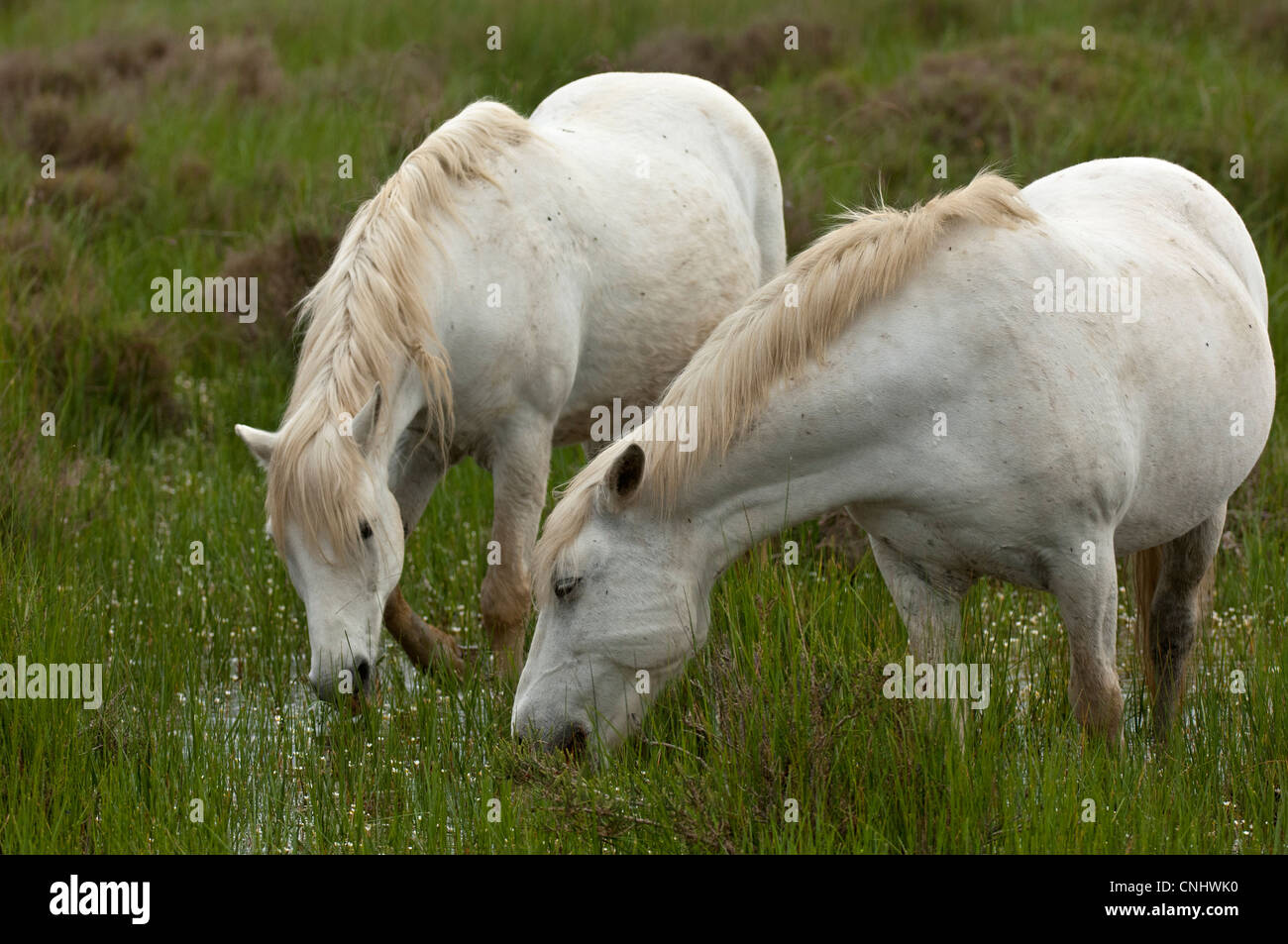 Le pâturage chevaux camargue dans une zone humide, Camargue, France Banque D'Images