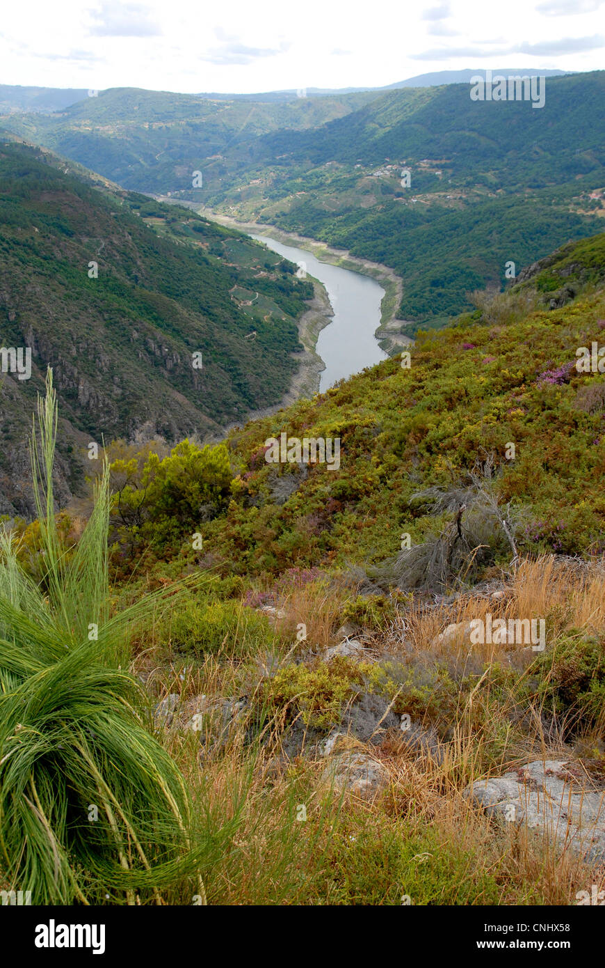 Sil, Canyon, Ribera Sacra , région viticole, Galice, Espagne. Banque D'Images