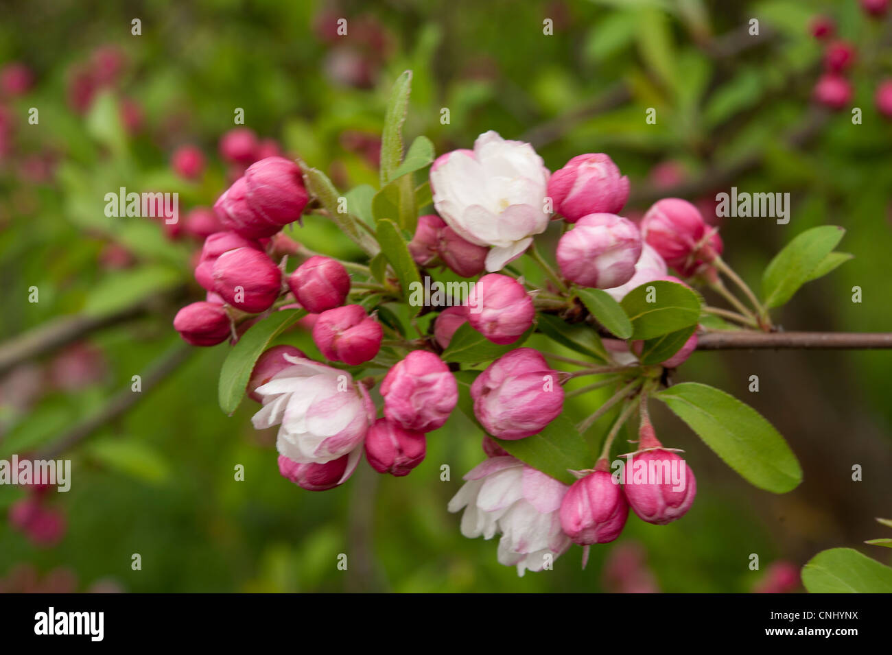 Apple, Malus domestica , fleurs, verger, Surrey, UK Banque D'Images