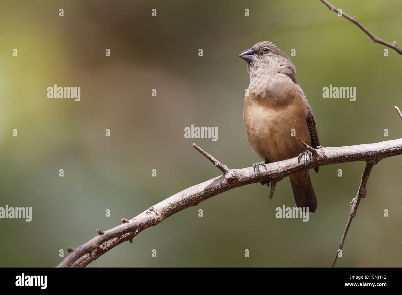 La Munia Lonchura cucullata (bronze) femelle adulte, perché sur des rameaux, Gambie, janvier Banque D'Images