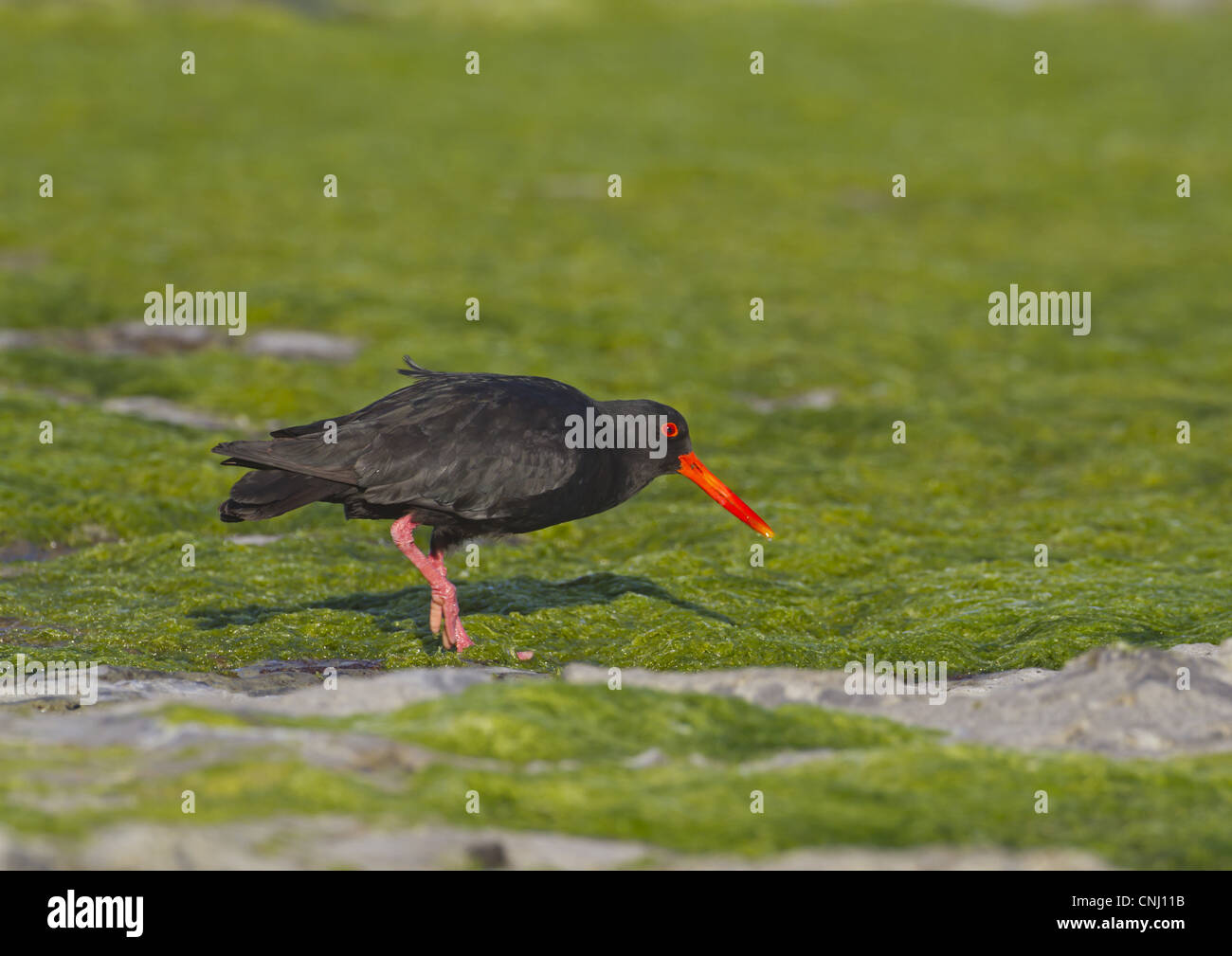 L'Huîtrier Variable (Haematopus unicolor) adulte, marcher sur les algues, Nouvelle-Zélande, novembre Banque D'Images