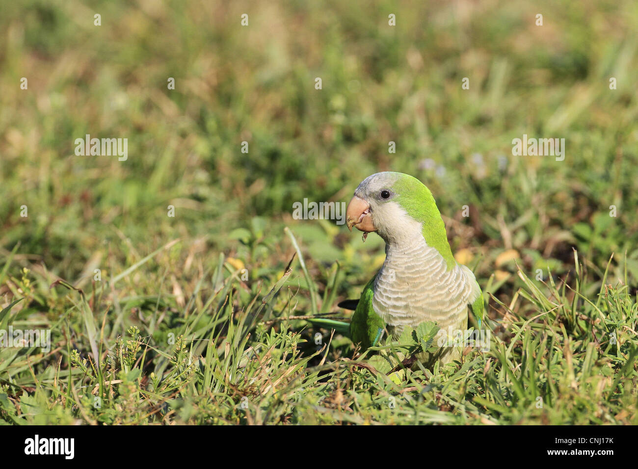 Perruche moine (Myiopsitta monachus) espèces introduites, adulte, il se nourrit de graines, de recherche de nourriture sur le sol, en Floride, États-Unis. Banque D'Images