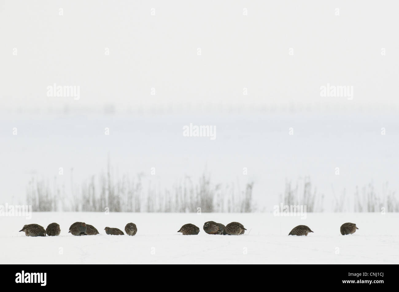 La Perdrix grise Perdix perdix Red-legged Partridge Alectoris rufa adultes covey champ couvert de neige nourriture Marais nord du Kent Banque D'Images