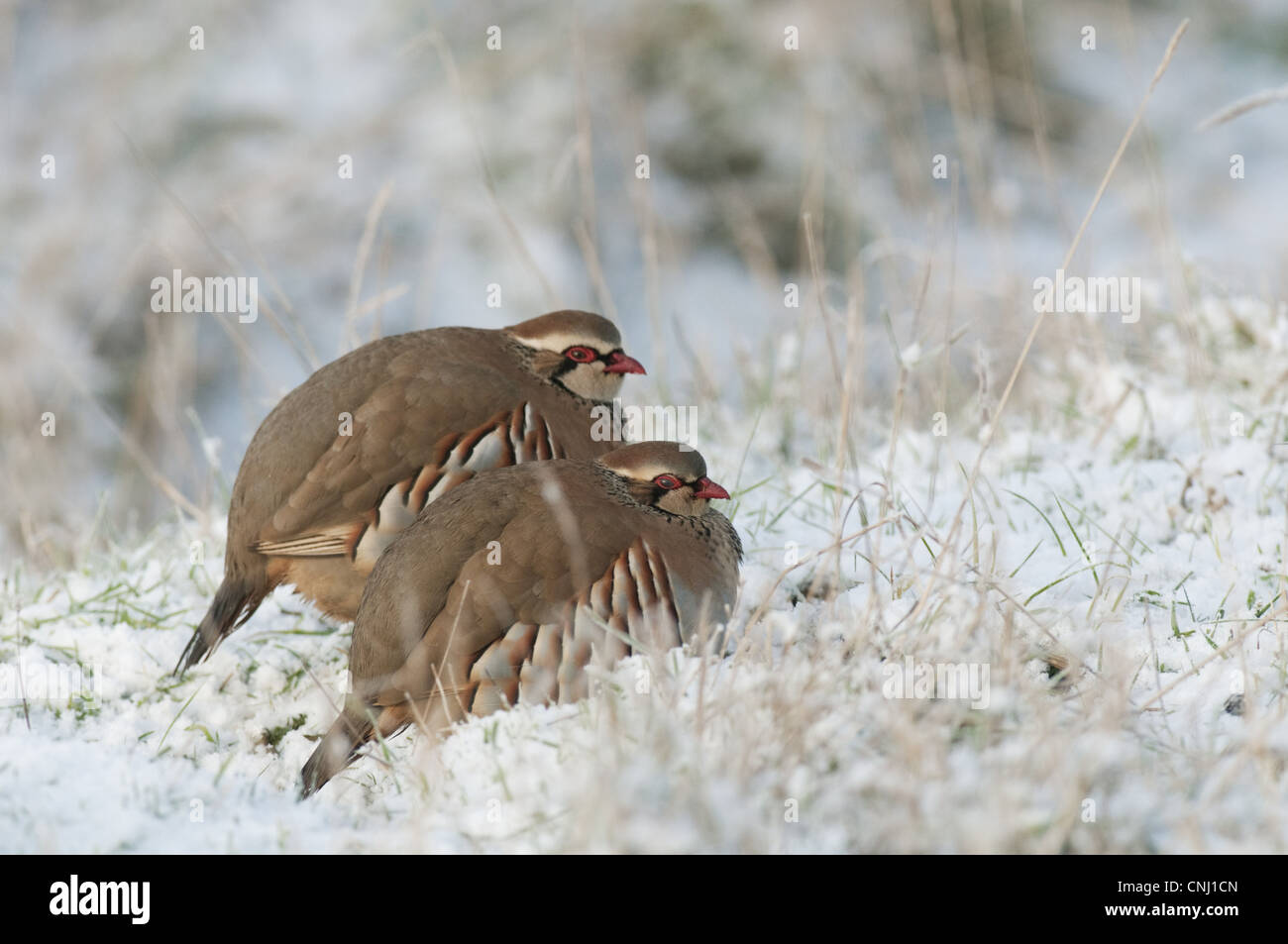 Red-legged Partridge (Alectoris rufa) deux adultes, se reposant dans la neige, les marais nord du Kent, à l'île de Sheppey, Kent, Angleterre, janvier Banque D'Images