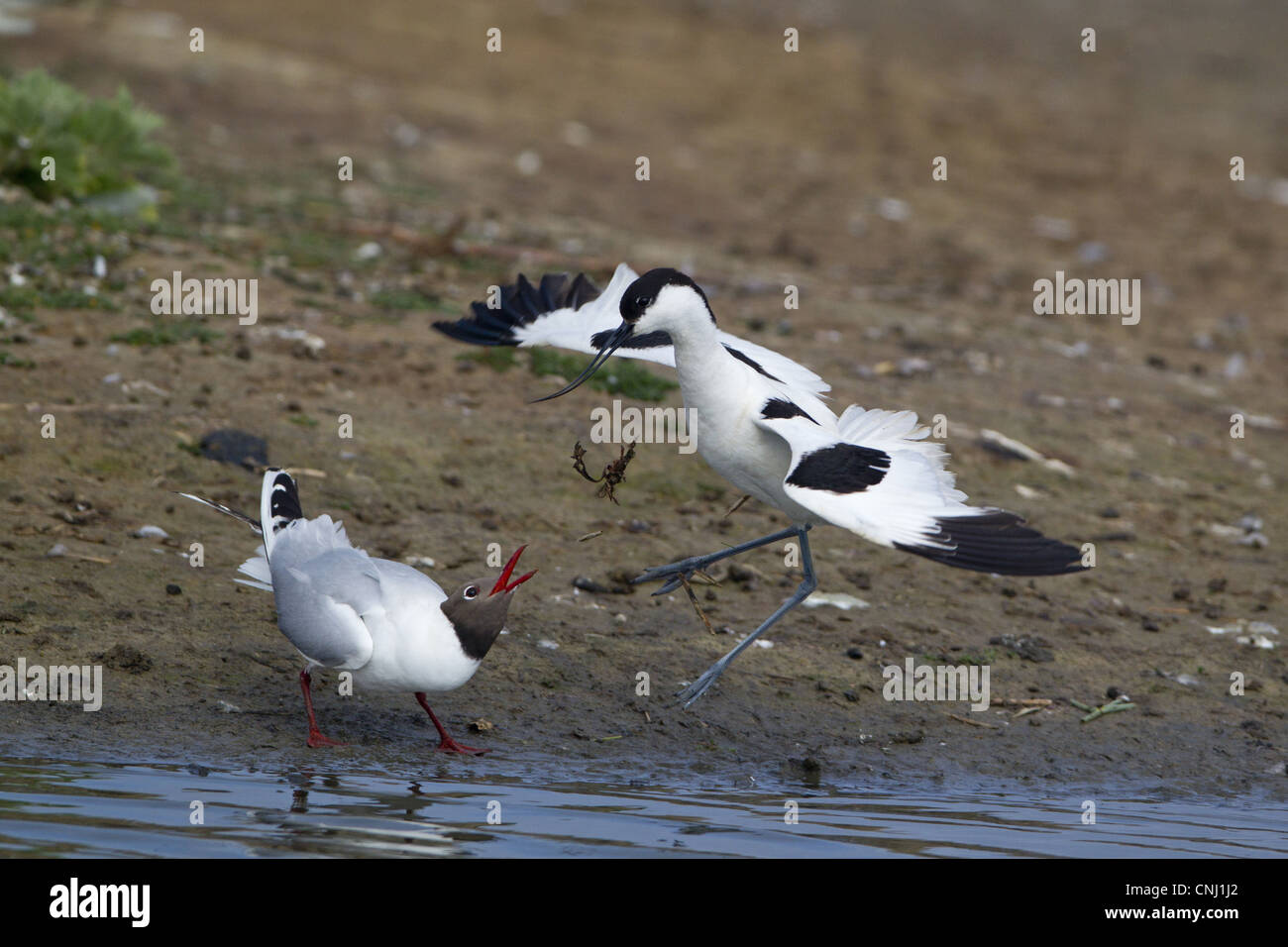 Avocette élégante Recurvirostra avocetta eurasien attaquant adultes Mouette rieuse Larus ridibundus plumage d'été adultes RSPB Minsmere Banque D'Images