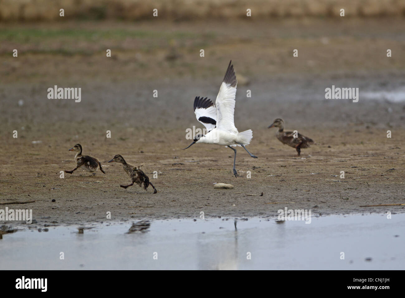 Avocette élégante Recurvirostra avocetta eurasien le vol des adultes chasing Canard colvert Anas platyrhynchos réserve RSPB Minsmere canetons Banque D'Images