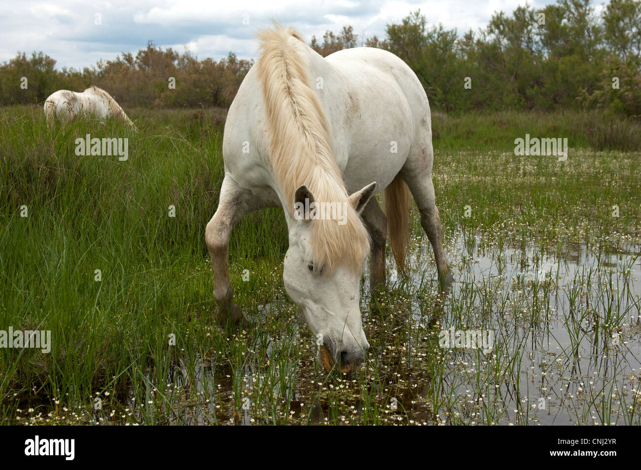 Cheval Camargue dans une zone humide, Camargue, France Banque D'Images