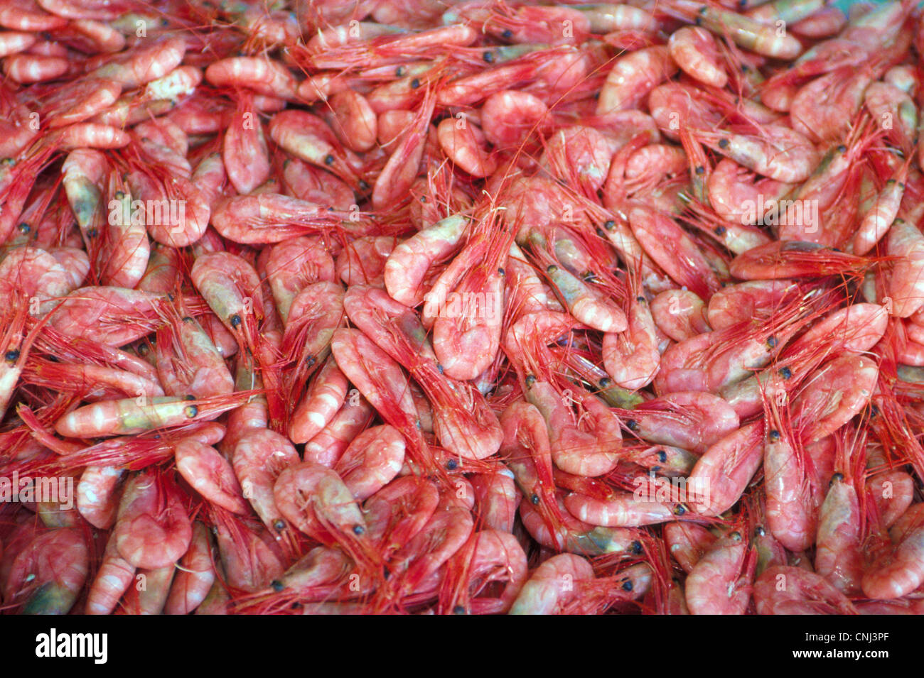 Des piles de rose fraîche crevettes d'eau froide de la mer du Nord sont offerts à la vente à un marché de fruits de mer en plein air dans la région de Stavanger, Norvège, Scandinavie. Banque D'Images