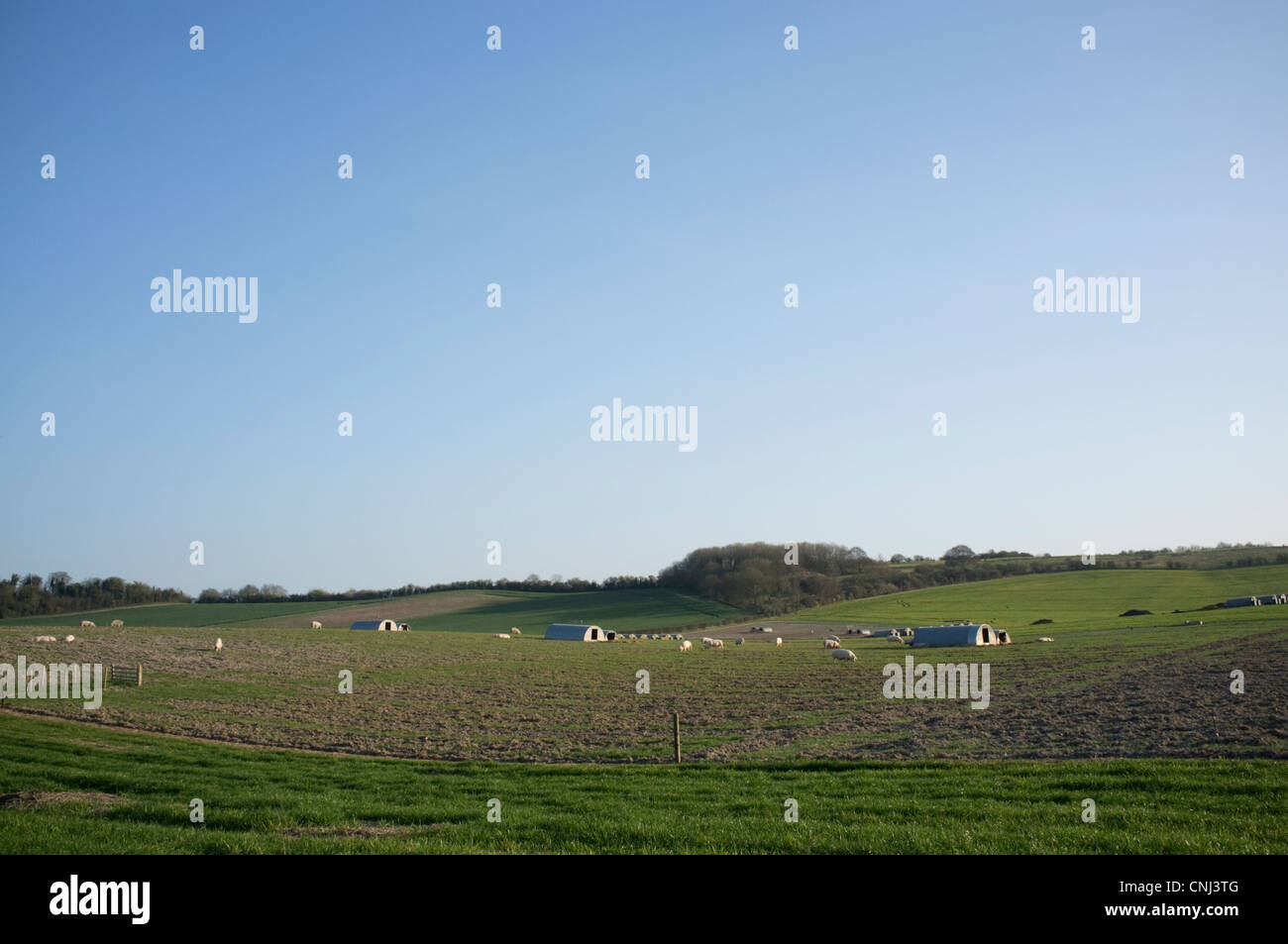 Les porcs dans un champ près de Aston tirrold dans l'Oxfordshire, Angleterre, Royaume-Uni. Banque D'Images