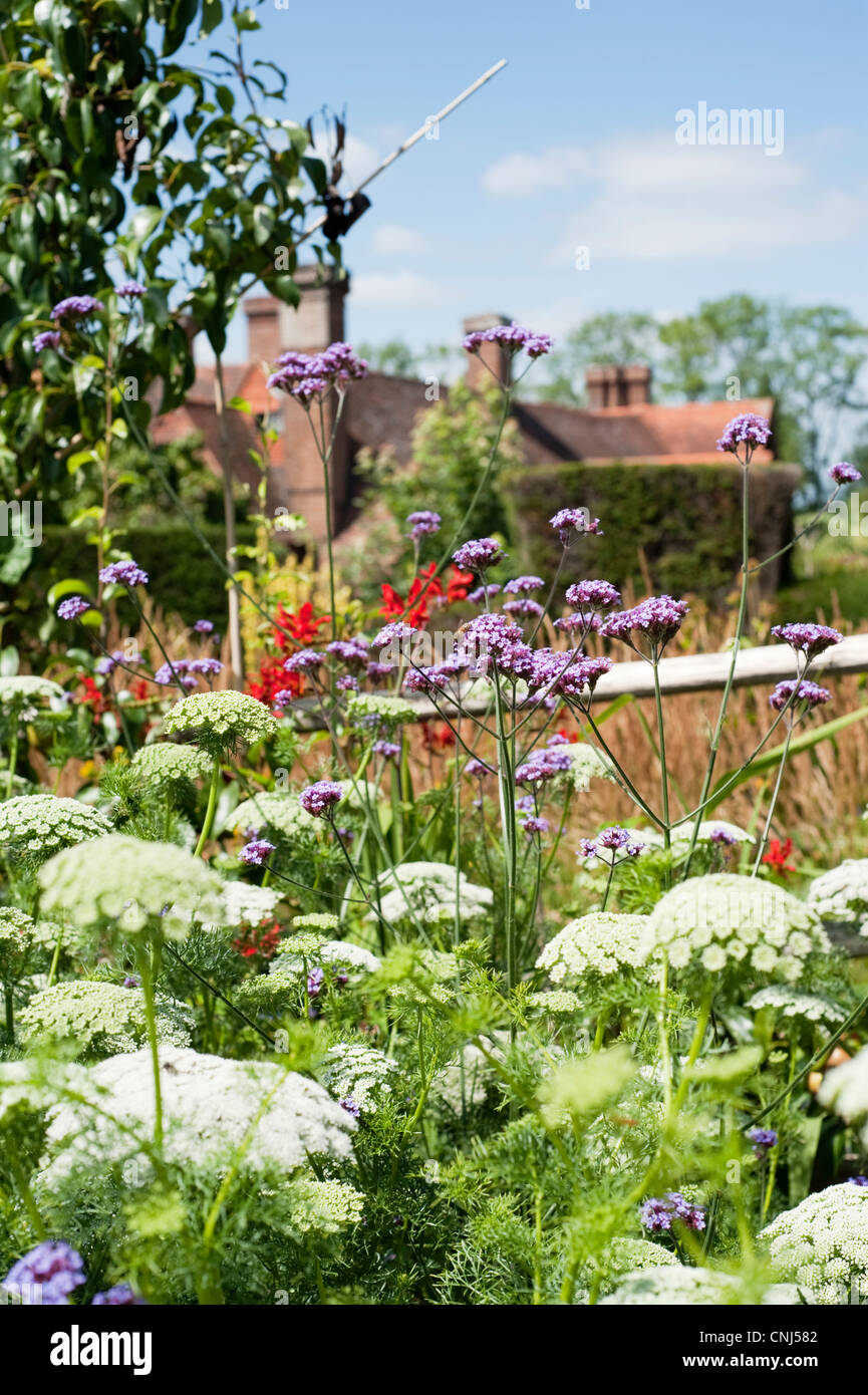 Verbena bonariensis dans les jardins créés par le jardinier Christopher Lloyd à Great Dixter à Rye, East Sussex, UK. Banque D'Images