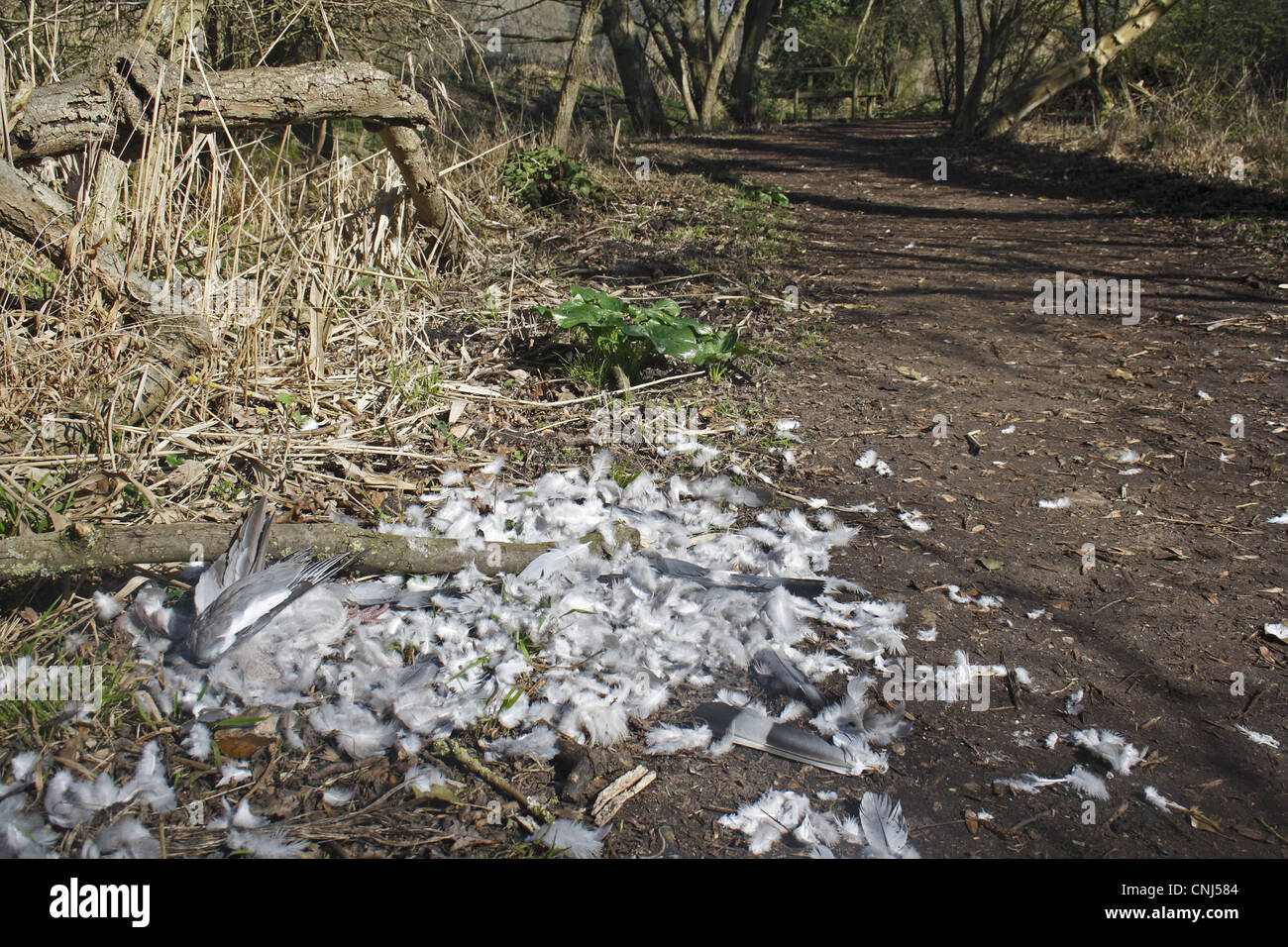 Pigeon ramier Columbus palumbus adultes morts tués par pincées chemin forestiers raptor Lackford Lacs Nature Reserve Suffolk Angleterre Banque D'Images