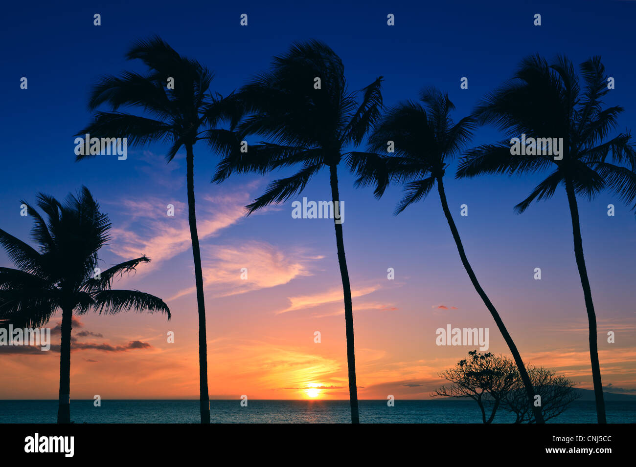 Palmiers au coucher du soleil, Maui, Hawaii Banque D'Images