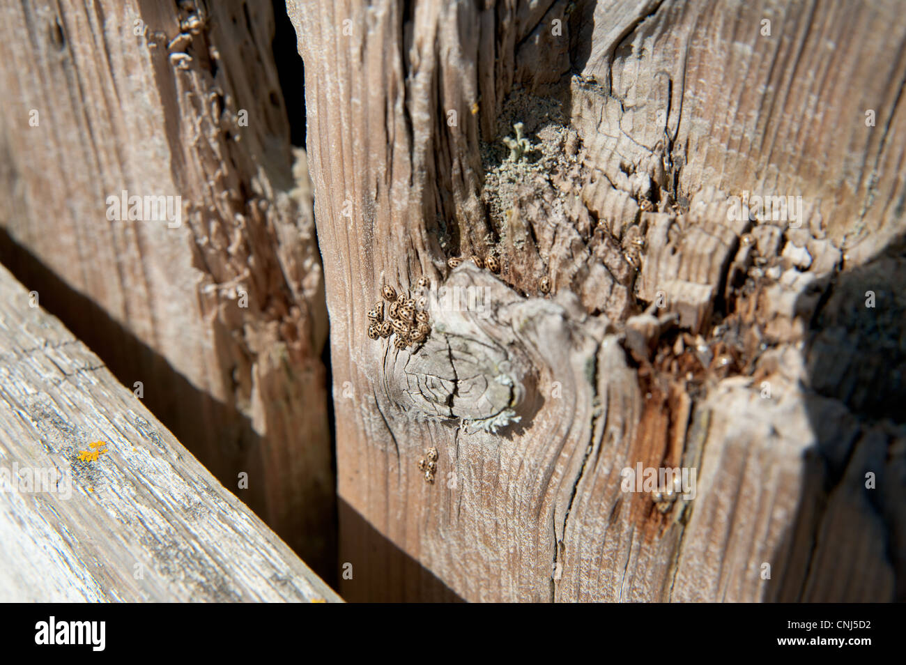 Une nuée de coccinelles nouvellement éclos sur bois pourri Banque D'Images