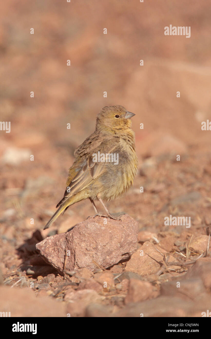 Jaune-verdâtre (Sicalis olivascens olivascens finch) mâle immature, debout sur la pierre, La Quiaca, Jujuy, Argentine, juillet Banque D'Images
