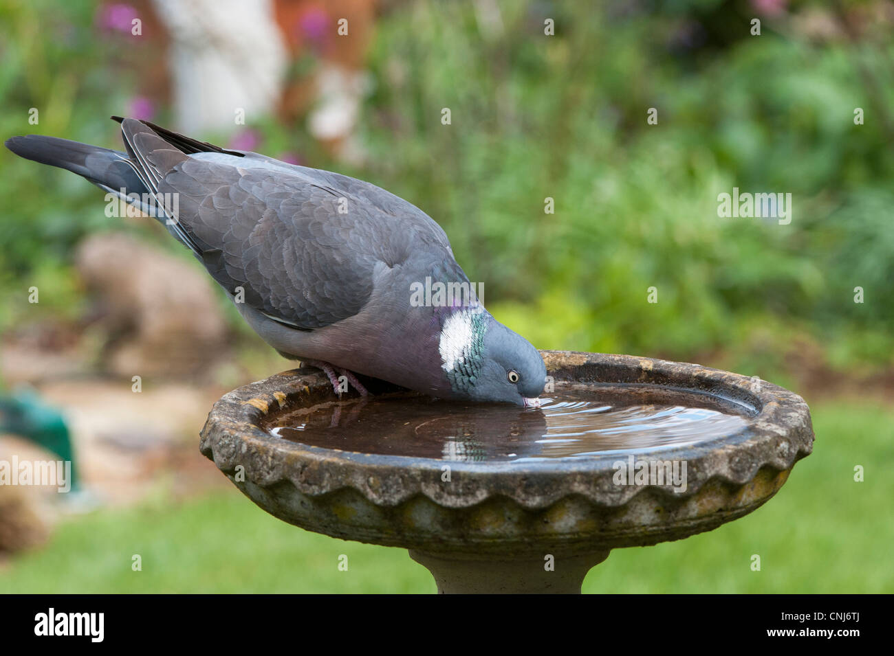 Columba palumbus. Pigeon ramier de potable birdbath Banque D'Images