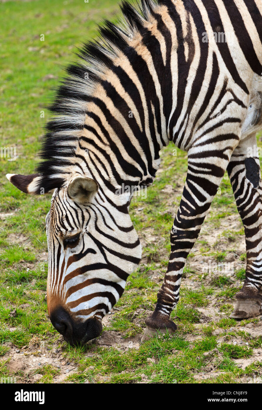 Le pâturage Zebra dans son enclos au Zoo de Blackpool. Banque D'Images