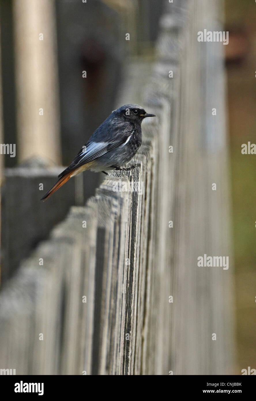 Rougequeue noir (Phoenicurus ochruros gibraltariensis) mâle adulte, perché sur une clôture, Eccles-sur-Mer, Norfolk, Angleterre, Mars Banque D'Images