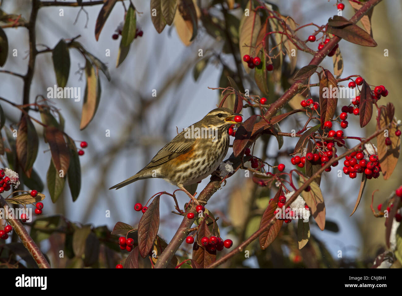 Redwing (Turdus iliacus) adulte, il se nourrit de petits fruits, de cotoneaster Shropshire, Angleterre, décembre Banque D'Images