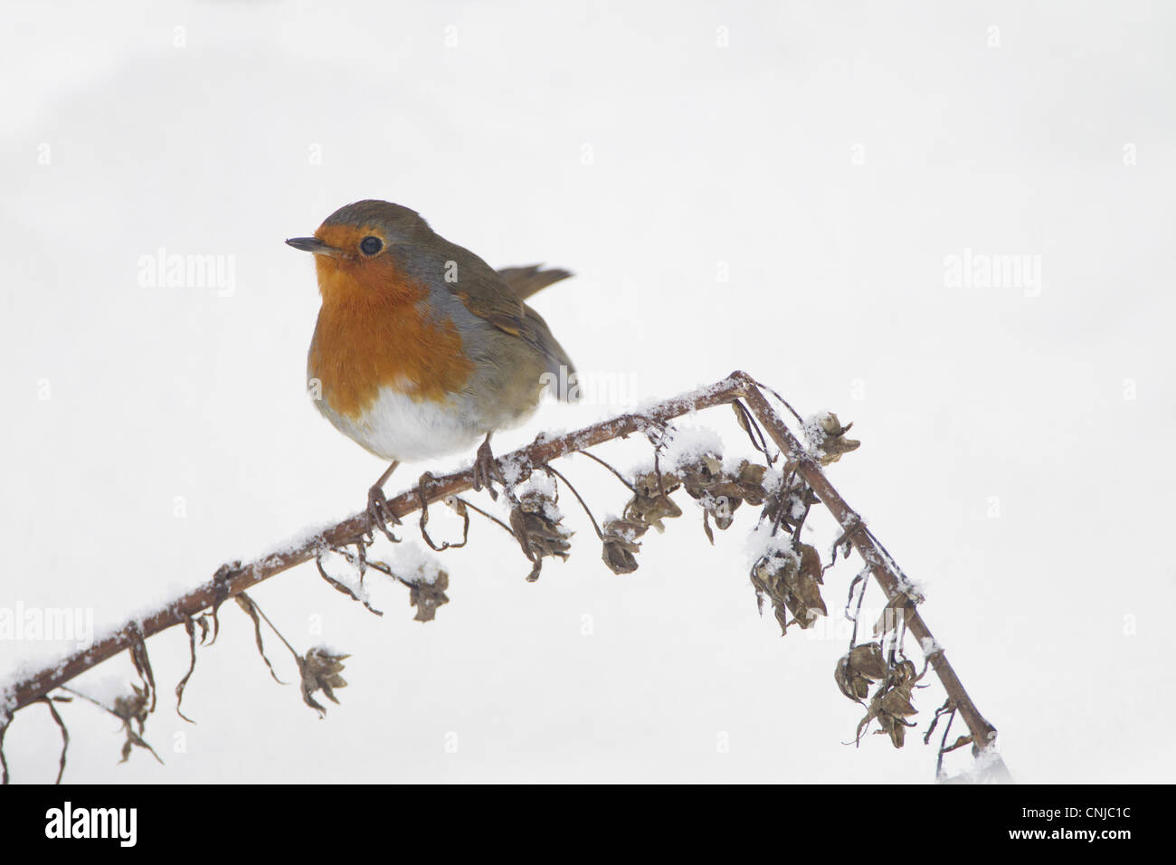 Rougegorge familier Erithacus rubecula aux abords de la digitale perché adultes souches seedhead couverts de neige Chirnside jardin Berwickshire Ecosse Banque D'Images