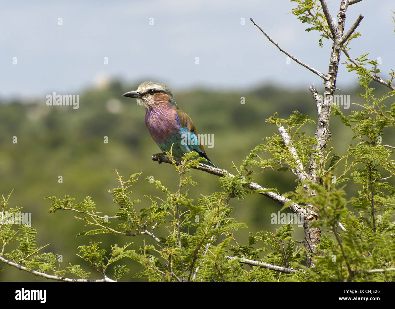 Lilac-breasted Roller (Coracias caudata) adulte, perché sur une branche, N.P., Kruger Mpumalanga, Afrique du Sud Banque D'Images