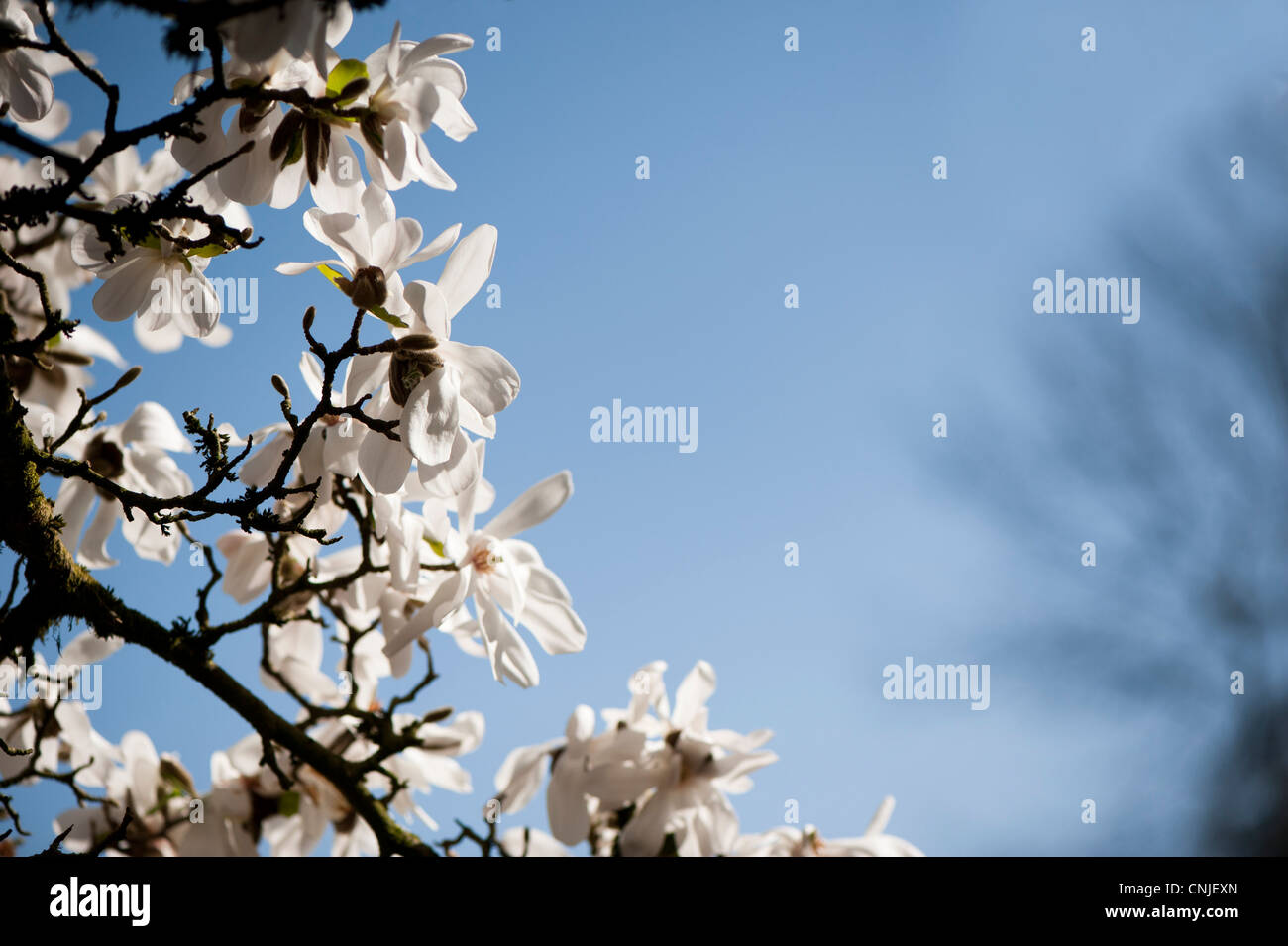 Magnolia x loebneri 'Merril', Magnolia hybride en fleur Banque D'Images