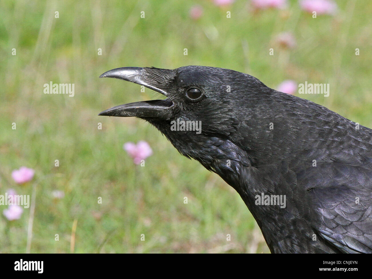 Corneille noire (Corvus corone) des profils, appelant, close-up de tête, Widewater Lagoon, Lancing, West Sussex, Angleterre, septembre Banque D'Images