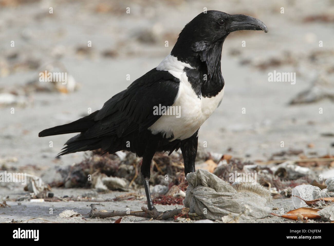 Pied-de-Corbeau (Corvus albus) des profils, l'alimentation, la récupération entre les détritus sur la plage, Gambie, janvier Banque D'Images