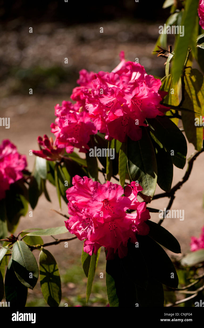 Rhododendron 'Ernest Gill' Grex en fleur Banque D'Images