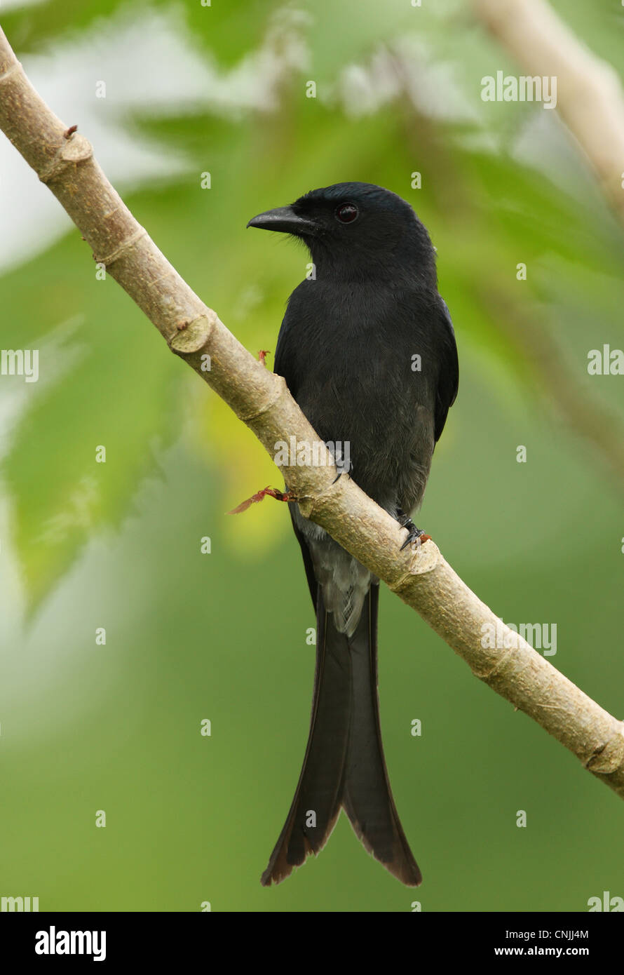 Ventilé blanc Drongo (Dicrurus caerulescens) leucopygialis race endémique, adulte, perché sur branche, Sri Lanka, décembre Banque D'Images