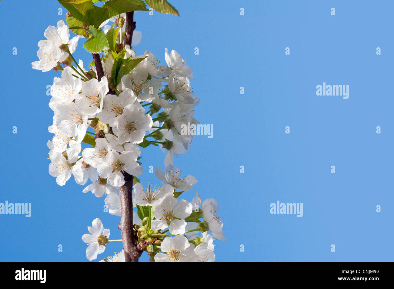 Fleurs des cerisiers en fleurs un jour de printemps Banque D'Images