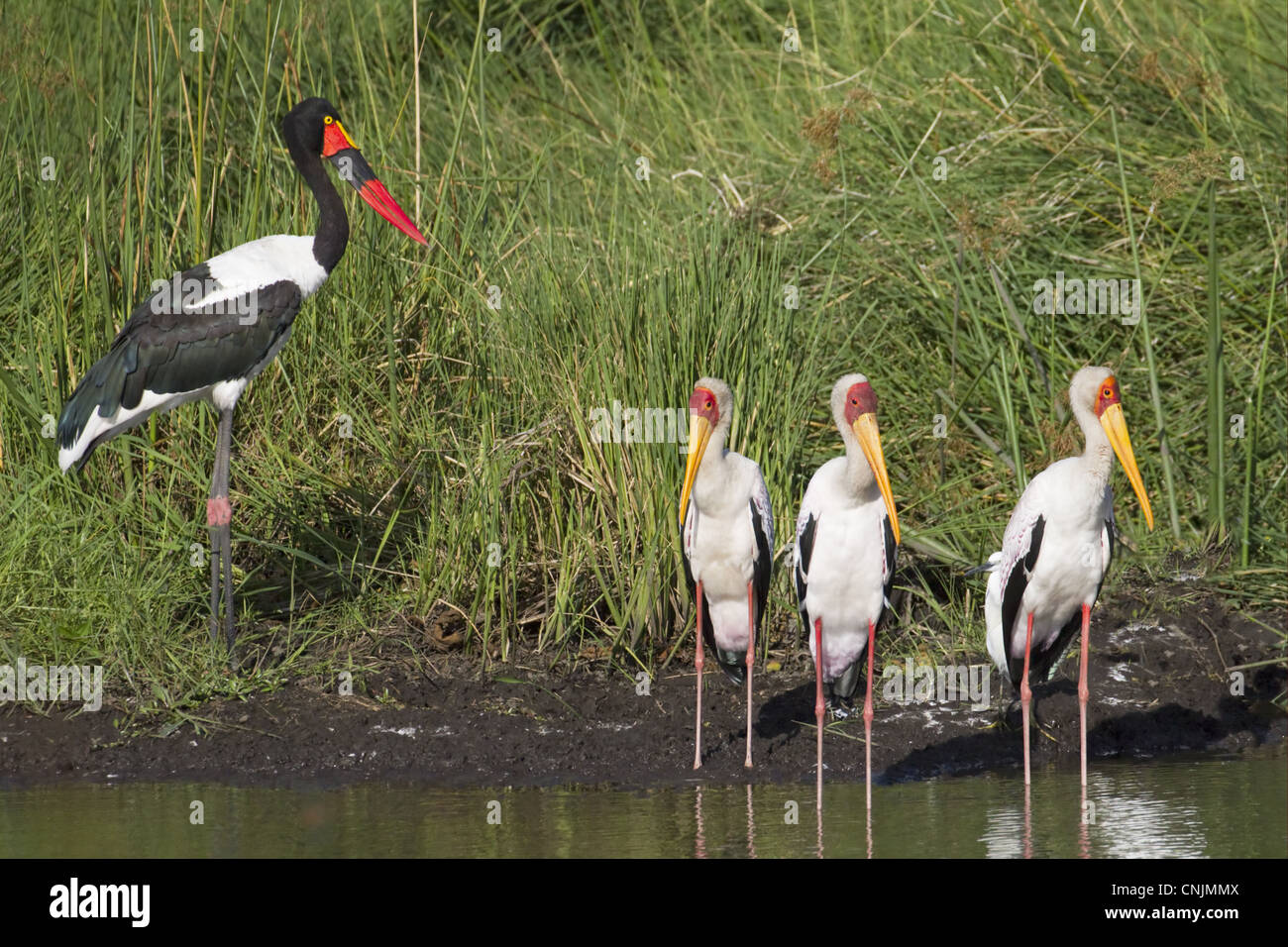 Saddle-billed Stork Ephippiorhynchus senegalensis femelle adulte article cigognes à bec jaune Mycteria ibis edge water Okavango Banque D'Images