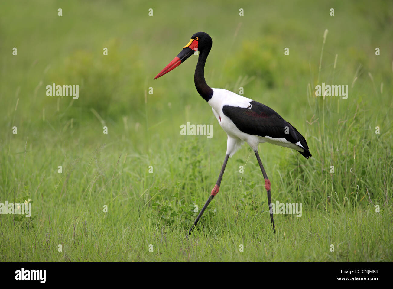 Saddle-billed Stork Ephippiorhynchus senegalensis femelle adulte marcher dans l'herbe Sabi Sabi Game Reserve Afrique du Sud Kruger N.P Banque D'Images