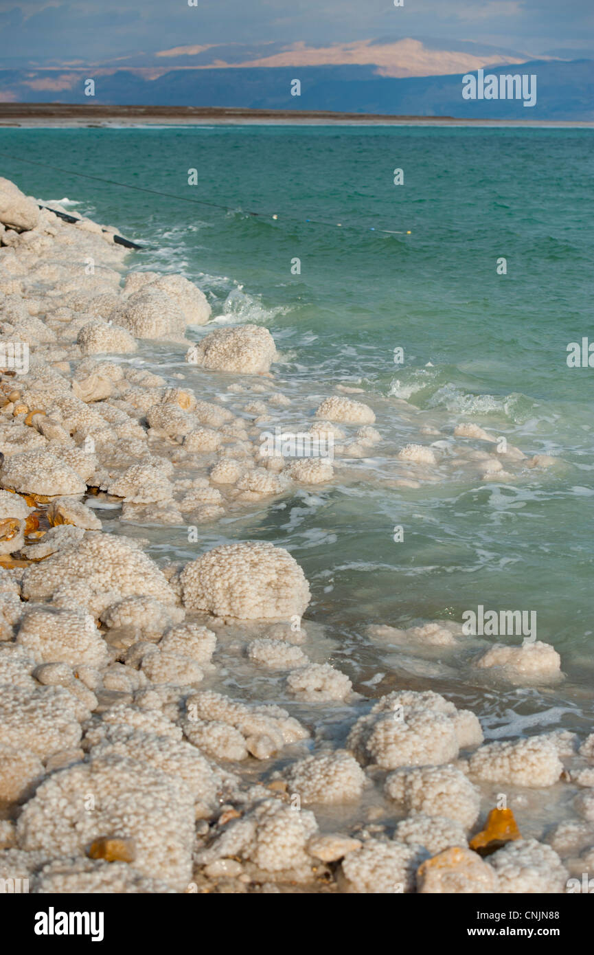 Moyen Orient Israël la Mer Morte flottant flottant lac salé - cristaux de sel adhérer aux rochers le long de la rive Banque D'Images