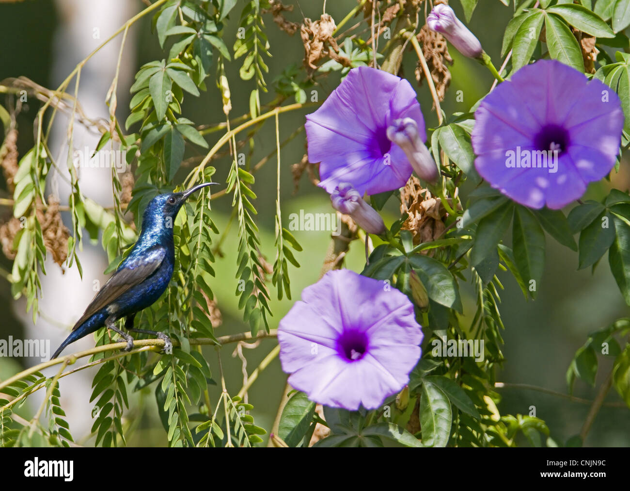 Purple Sunbird (Nectarinia asiatica) mâle adulte, perché sur twig près de fleurs, Rajasthan, Inde, janvier Banque D'Images