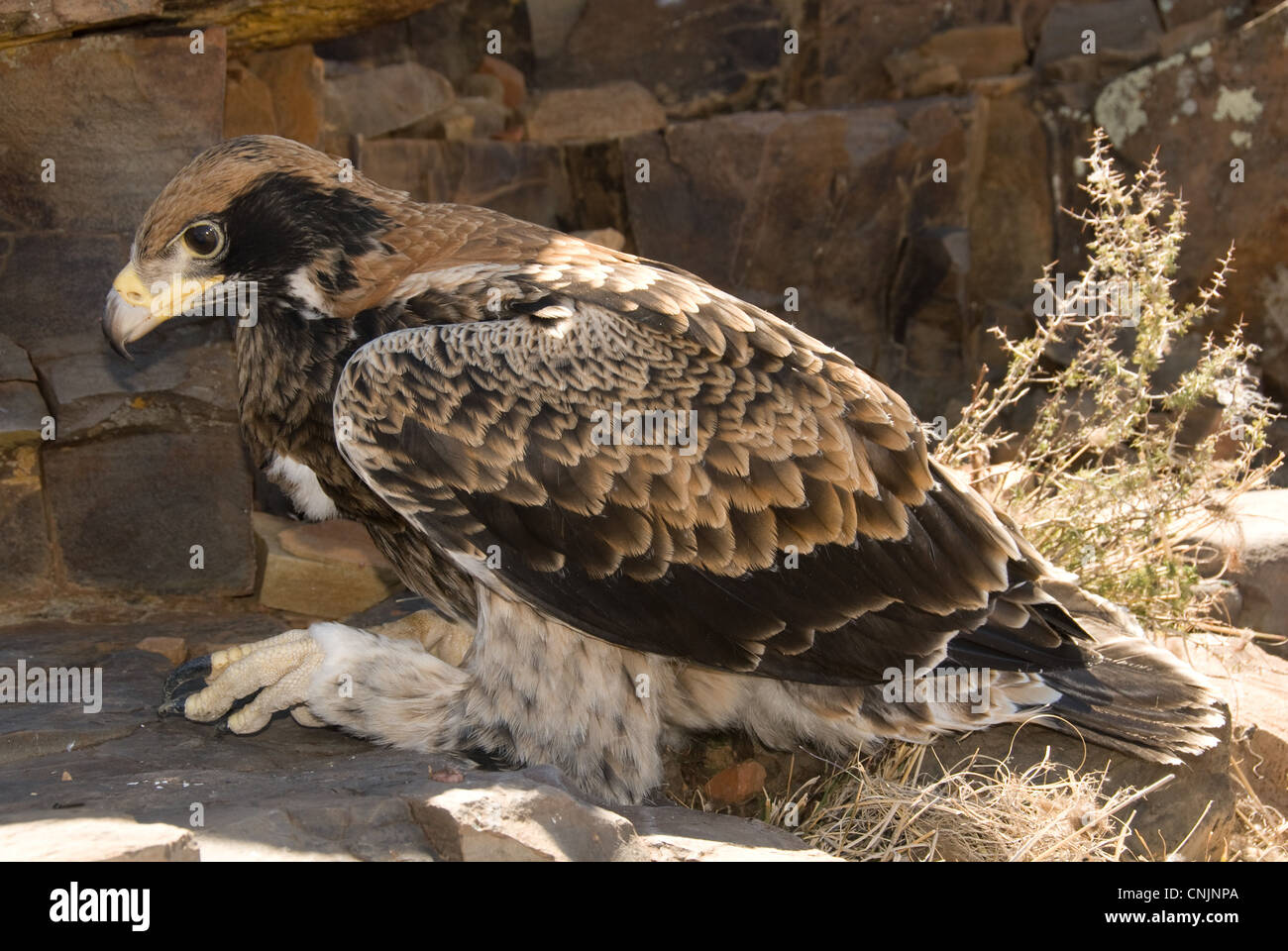 Aigle de verreaux Aquila verreauxii véritable pré-vol la récolte pleine reposant sur Soutpoort rock Northern Cape Afrique du Sud Banque D'Images