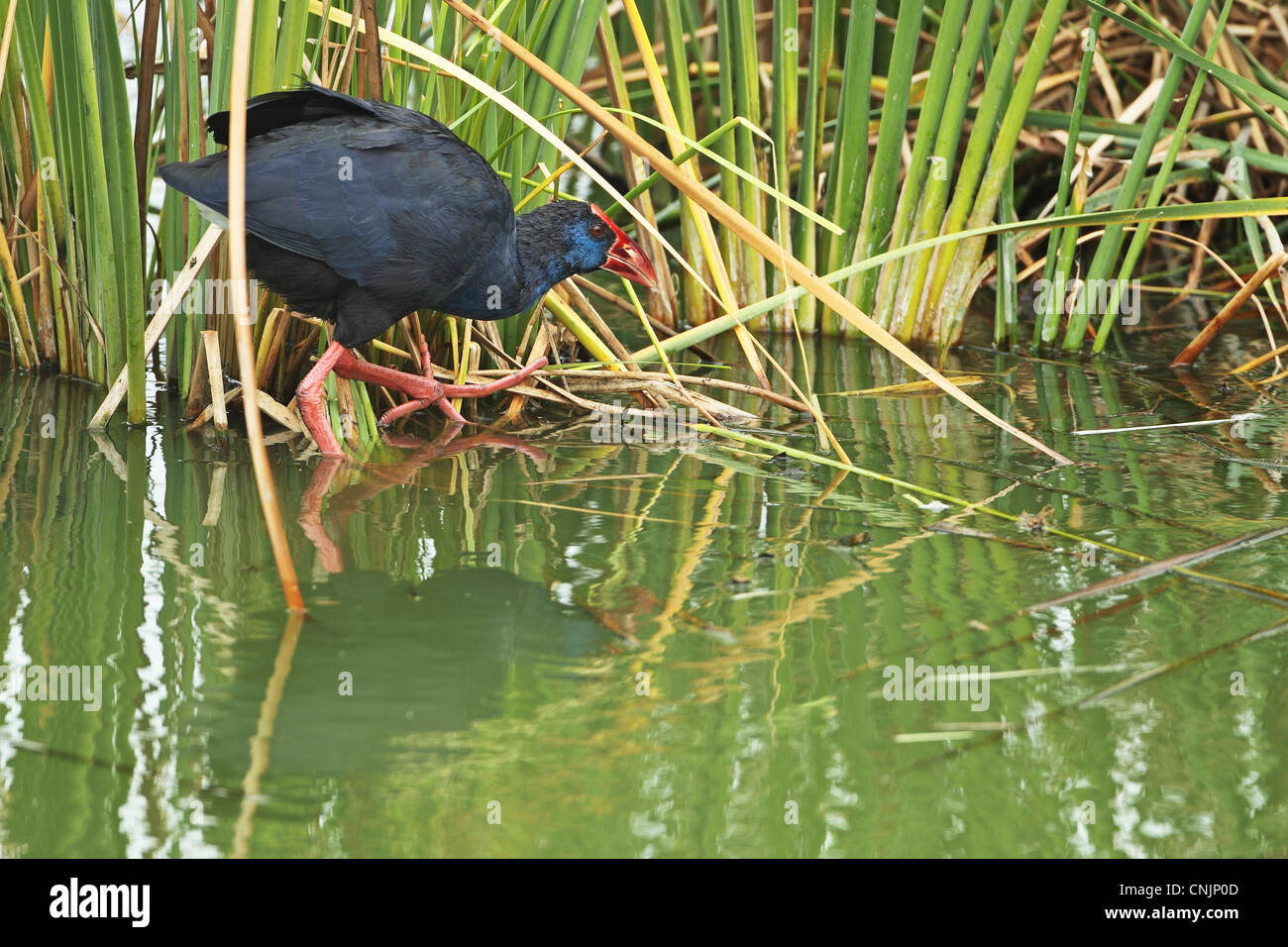 Talève Sultane (porphyrio Porhyrio) adulte, marcher sur la végétation au bord de l'eau, Portugal, octobre Banque D'Images