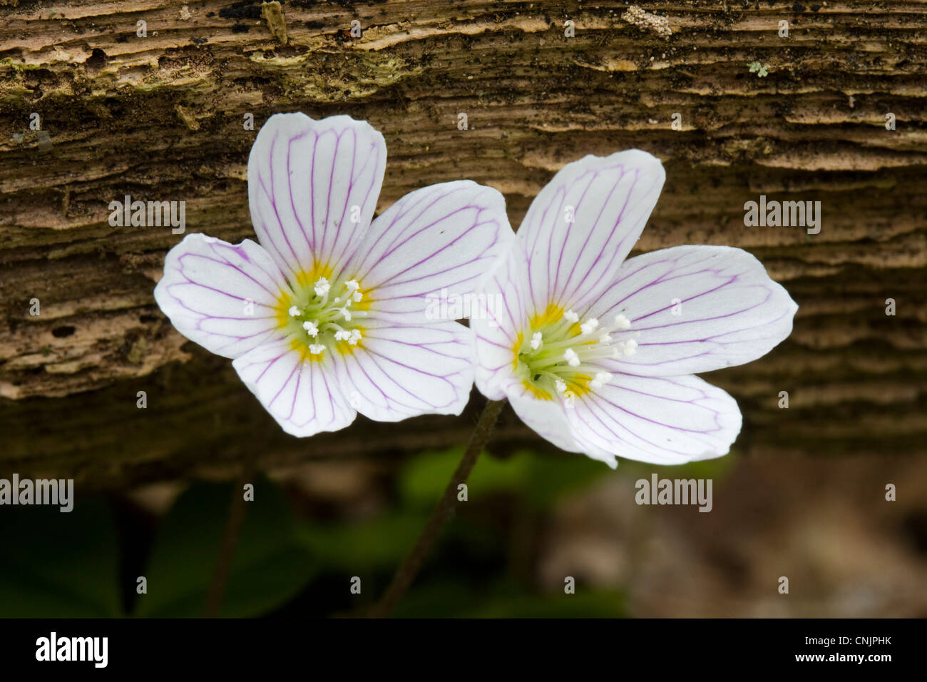 Deux fleurs blanches de l'oxalide, Oxalis acetosella, une belle petite fleur de la forêt, l'une des premières fleurs du printemps Banque D'Images