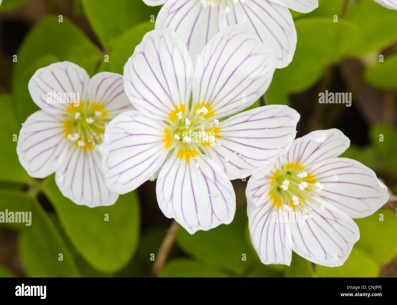 Fleurs blanches de l'oxalide, Oxalis acetosella, une belle petite fleur de la forêt, l'une des premières fleurs du printemps Banque D'Images