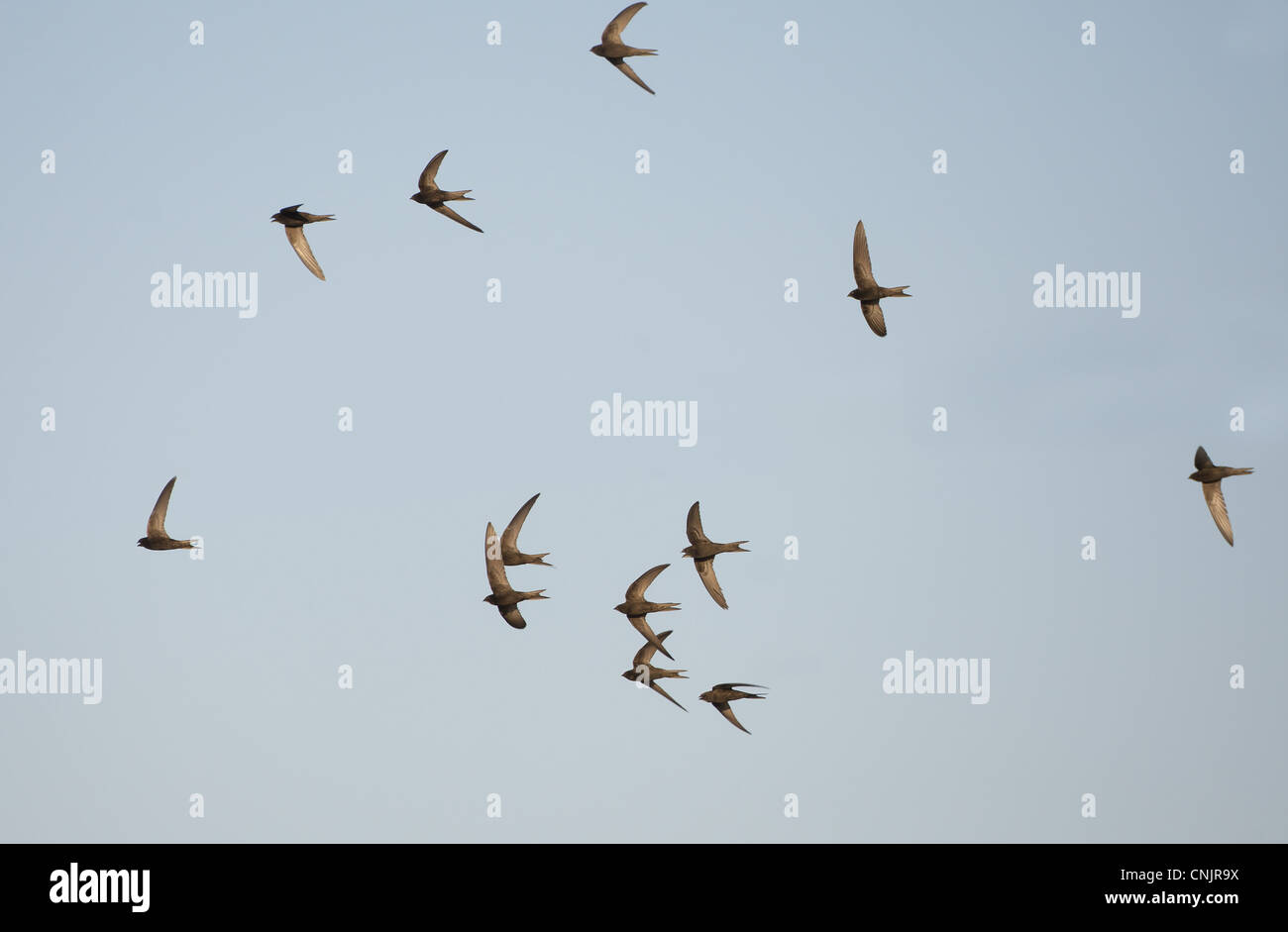 (Apus apus Common Swift) troupeau, criant en vol, le nord de l'Espagne, juillet Banque D'Images