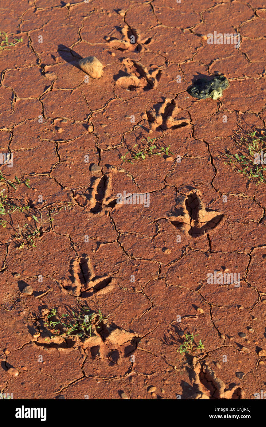 L'UEM (Dromaius novaehollandiae) des empreintes de pas, les voies dans le séchage de la boue, Sturt N.P., New South Wales, Australie Banque D'Images