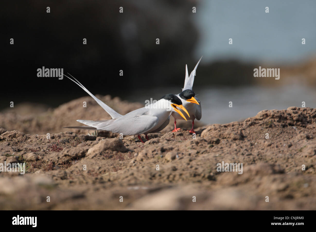 Sterne pierregarin (Sterna rivière aurantia) paire adultes, affichage sur les rives, Chambal, Uttar Pradesh, India, janvier Banque D'Images