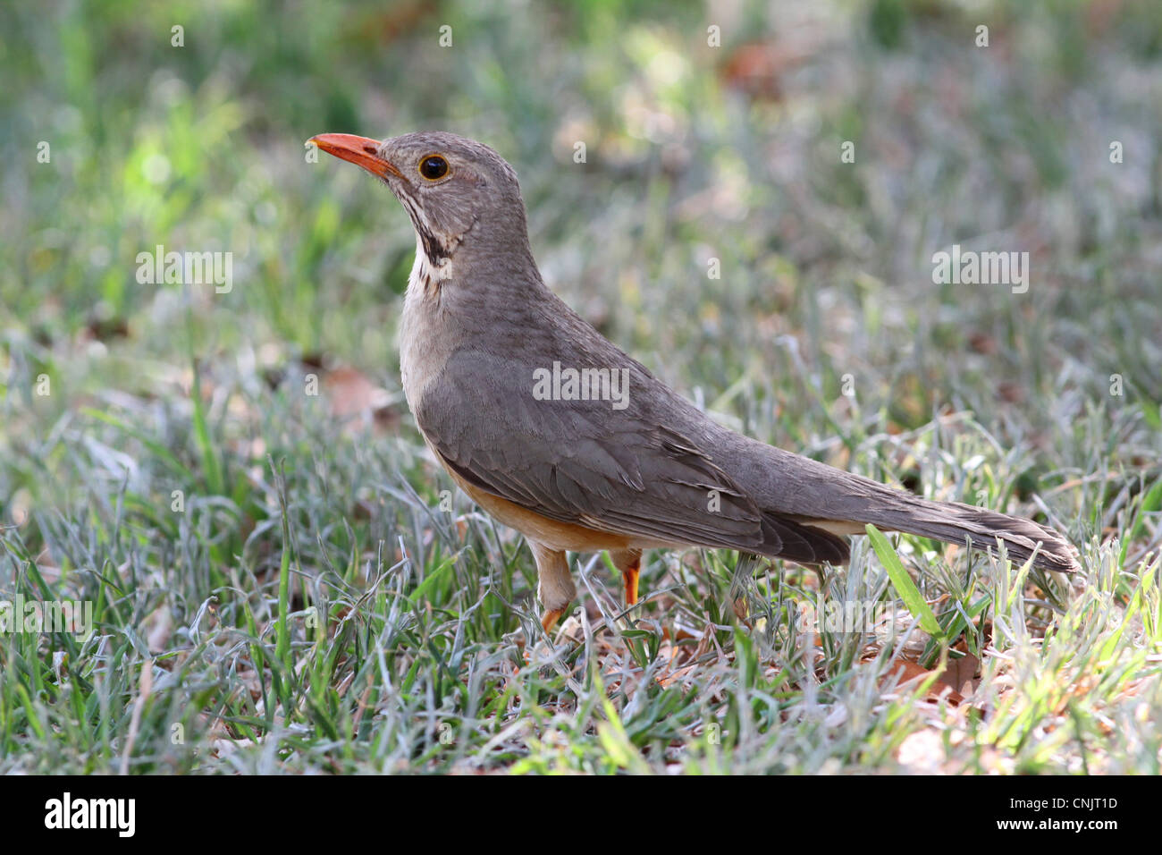 Kurrichane Thrush (Turdus libonyana) adulte, debout sur l'herbe, N.P., Botswana Chobe Banque D'Images