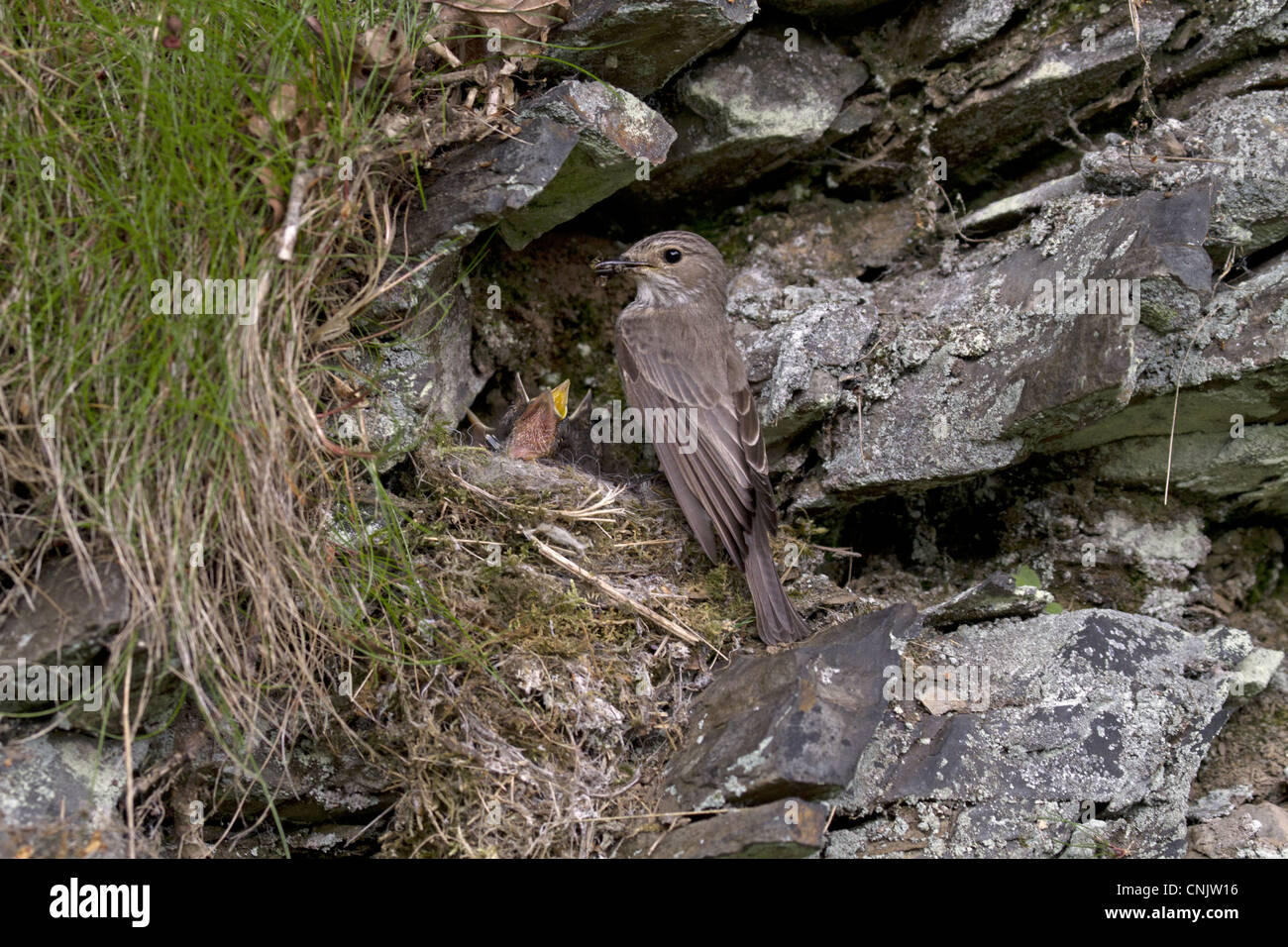 Spotted Flycatcher (Muscicapa striata) des profils, l'alimentation des poussins au nid sur rocky, banque de l'Angleterre, juin Banque D'Images