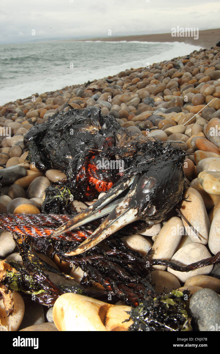 Fou de Bassan (Morus bassanus) morts, carcasse mazoutés échoués sur la plage de galets, plage de Chesil, Dorset, Angleterre, juillet Banque D'Images