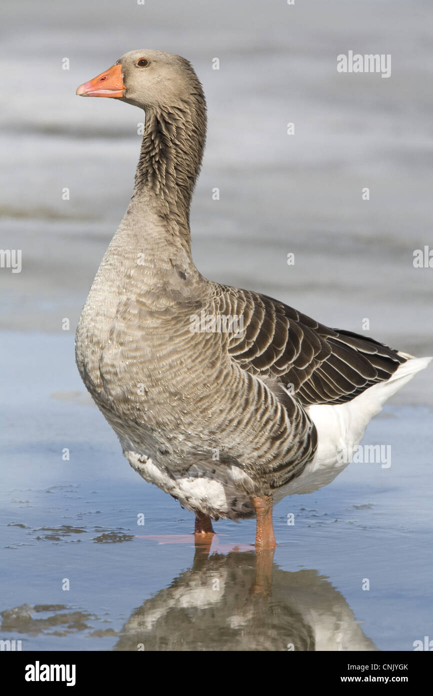 L'oie domestique, l'Américain Polit Goose, adulte, debout dans l'eau de fonte de neige, Dakota du Nord, États-Unis d'Amérique, avril Banque D'Images