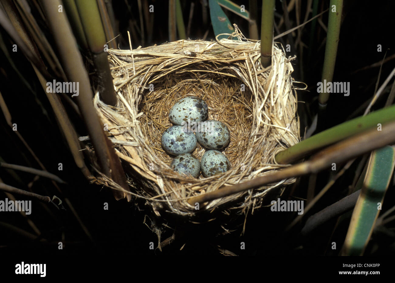 Grand-Reed warbler (Acrocephalus arundinaceus) cinq oeufs dans le nid Banque D'Images