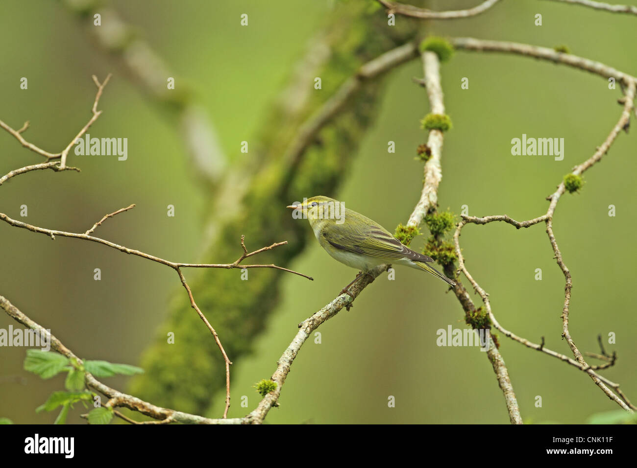 (Phylloscopus sibilatrix Pouillot siffleur) adulte, perché sur une branche, le bois de la réserve RSPB Crie, Dumfries et Galloway, Écosse, mai Banque D'Images