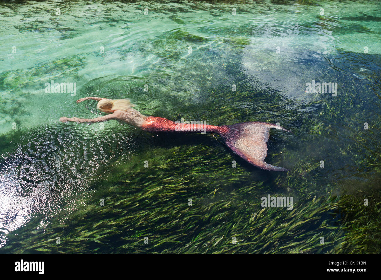 Sirène flottant sur son ventre au-dessus d'un lit d'herbe de l'anguille dans une rivière de Weeki Wachee Springs Florida Banque D'Images