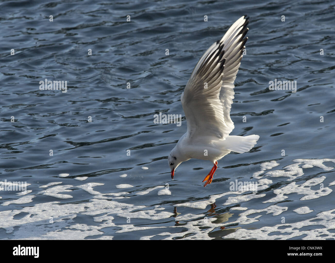 Mouette rieuse Larus ridibundus plumage d'hiver adultes alimentation eau de surface vol River Nith Dumfries Galloway Ecosse Banque D'Images